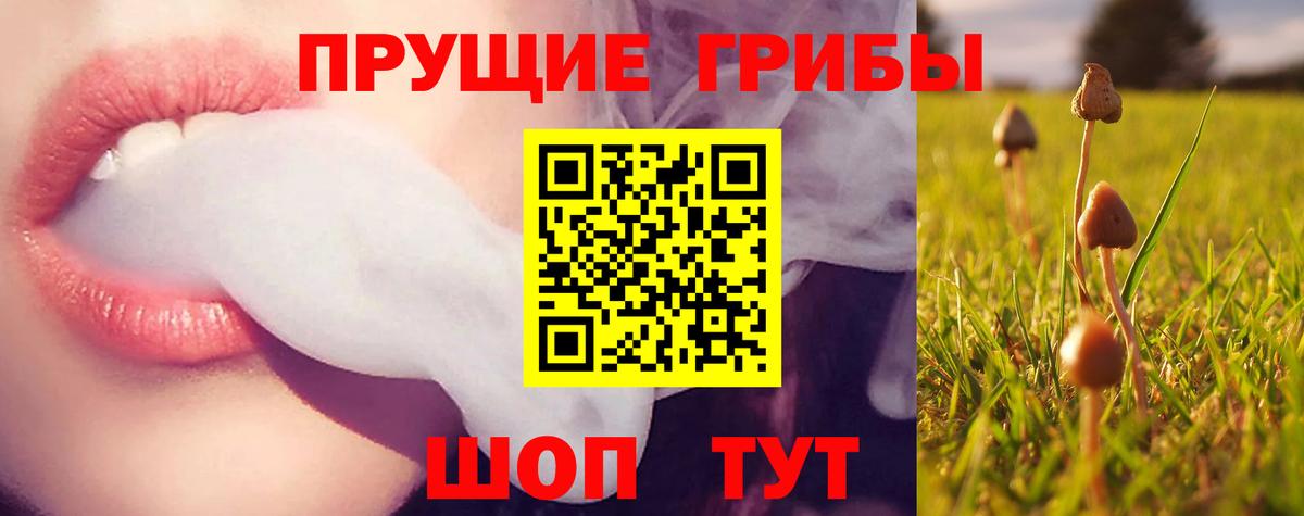 Галлюциногенные грибы Psilocybe Саяногорск